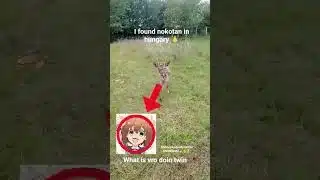 #アニメ #ウマ娘プリティーダービー #funny #fyp #anime #magyar #nokotan #ウマ娘
