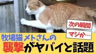 メトさん、襲撃する!?に対するみんなの反応集ウマ娘プリティーダービー【まとめ】【ウマ娘】